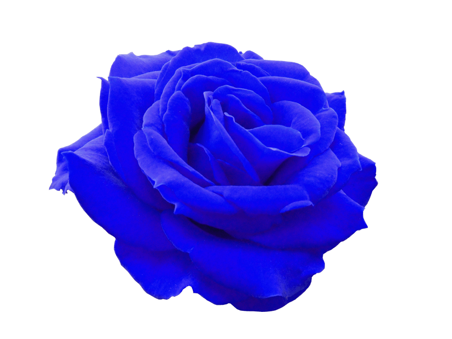 ブルーローズFSCの青いバラ